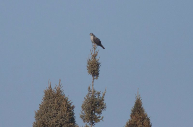 Northern Goshawk