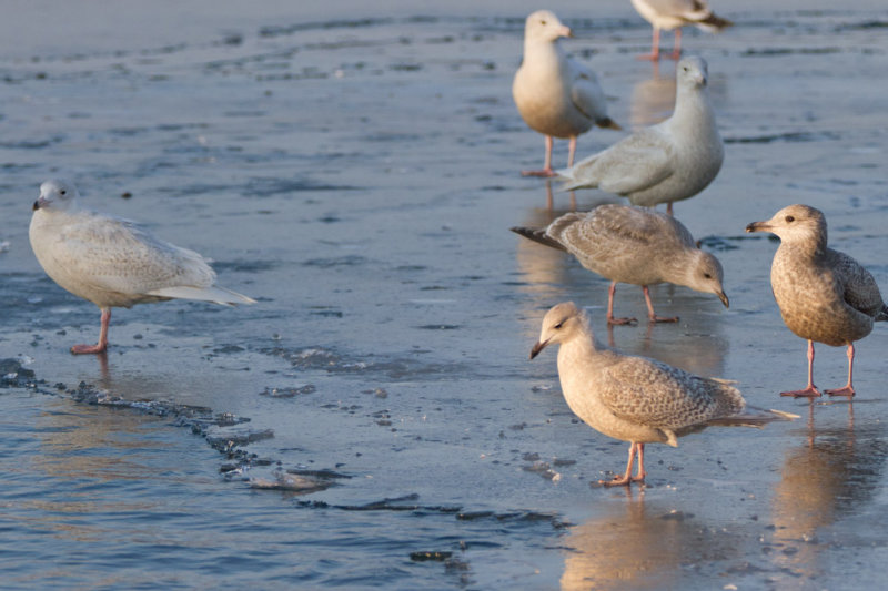 Glaucous, Iceland, Thayers & Herring Gulls