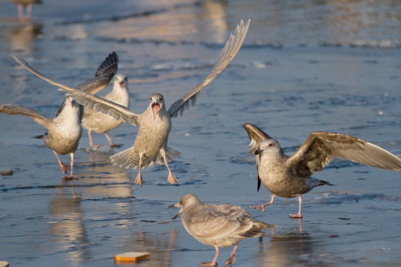 Iceland & Thayers Gull