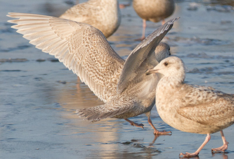 Iceland Gull