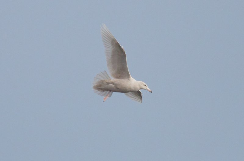 Glaucous Gull