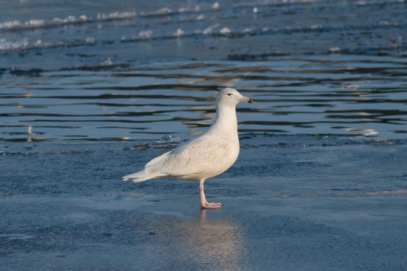Glaucous Gull