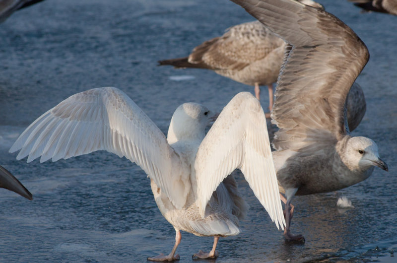 Glaucous Gull