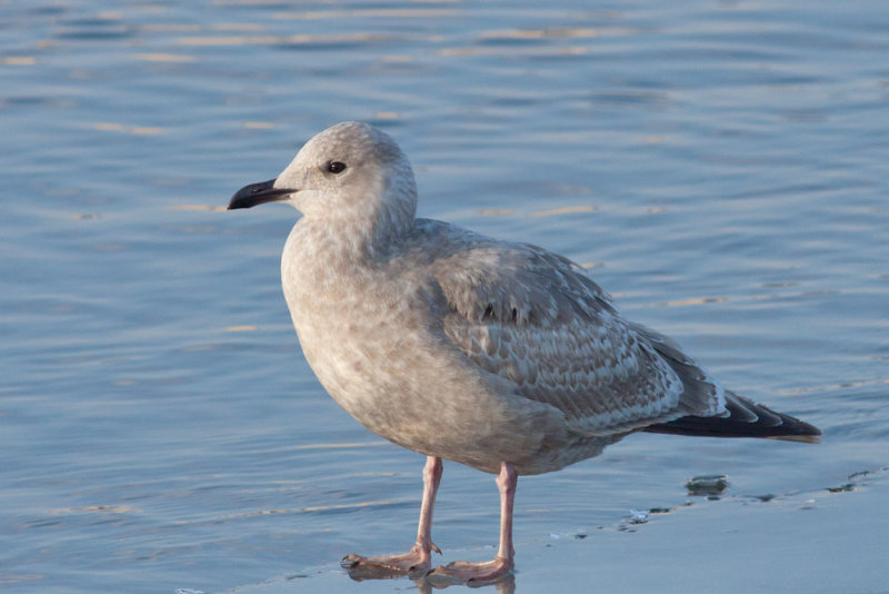 Thayers Gull
