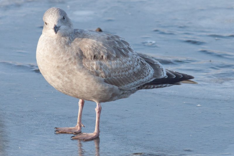 Thayers Gull