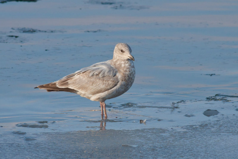 Thayers Gull