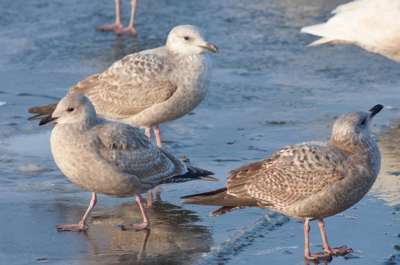 Thayers Gull