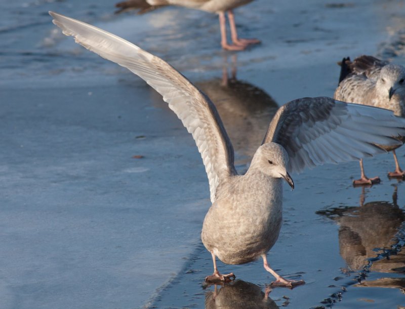 Thayers Gull