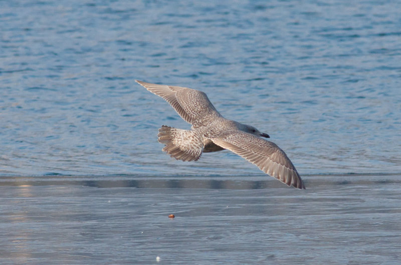 Thayers Gull