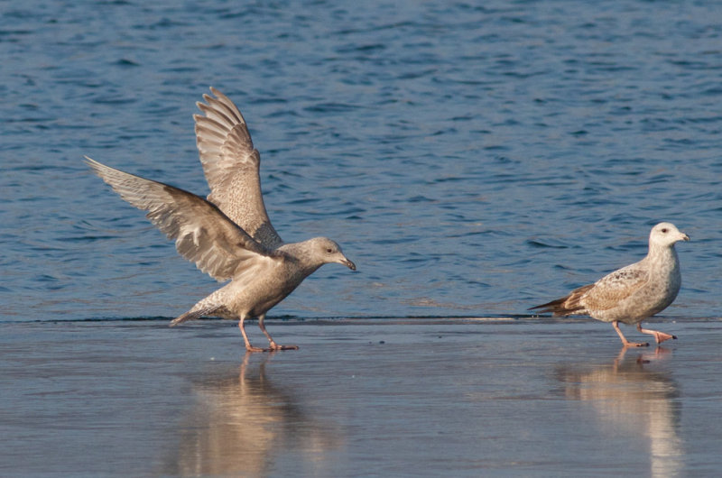 Thayers Gull