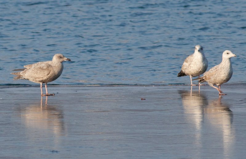 Thayers Gull