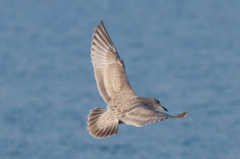 Thayers Gull