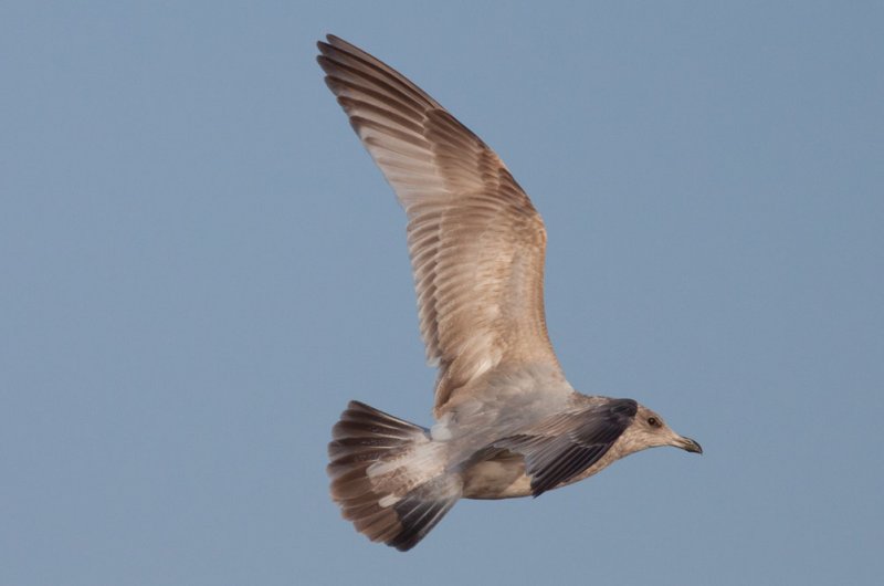 Thayers Gull
