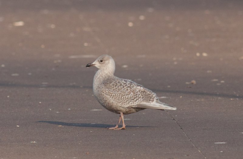 Iceland Gull