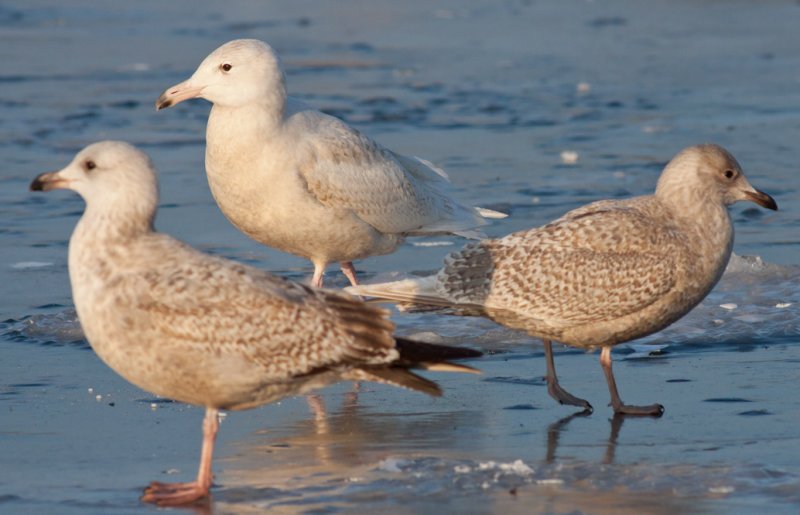 Herring, Glaucous, Iceland Gull
