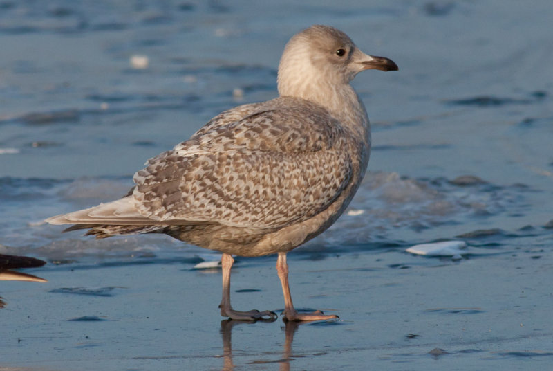 Iceland Gull