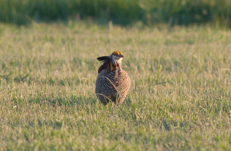 Greater Prairie-Chicken