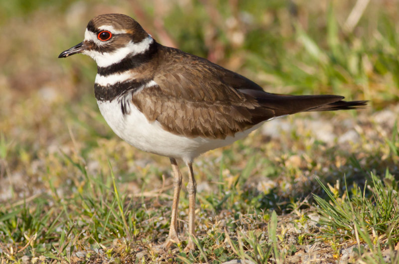 Killdeer