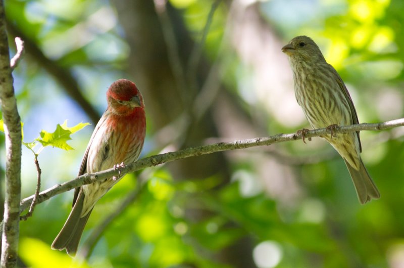 House Finches