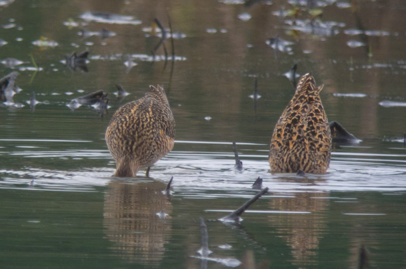 Long-billed & Short-billed Dowitchers