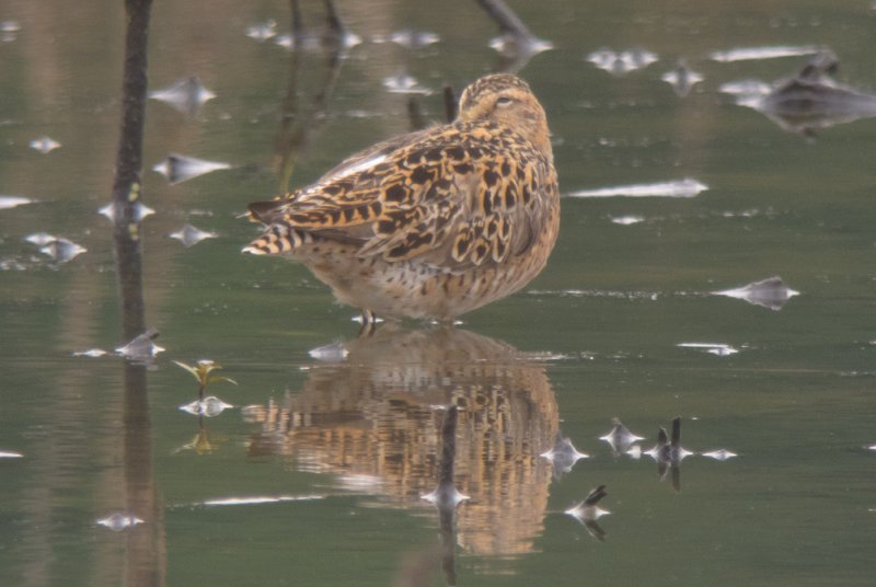 Short-billed Dowitcher