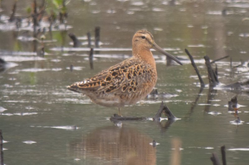 Short-billed Dowitcher