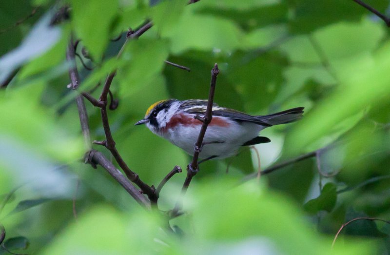 Chestnut-sided Warbler