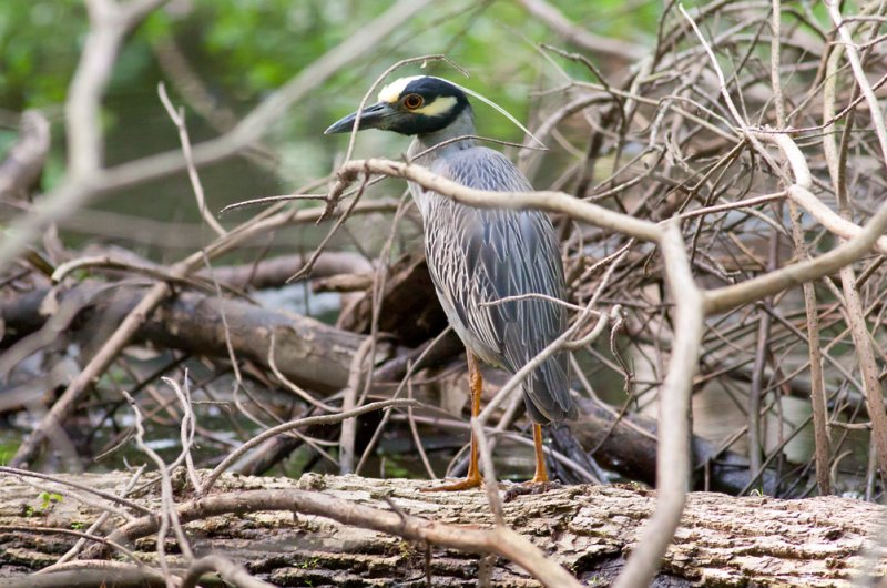 Yellow-crowned Night-Heron