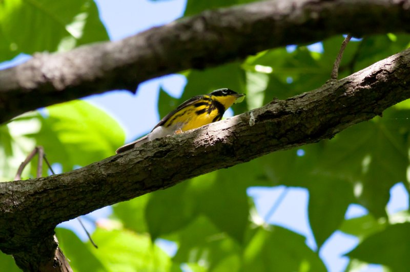 Magnolia Warbler