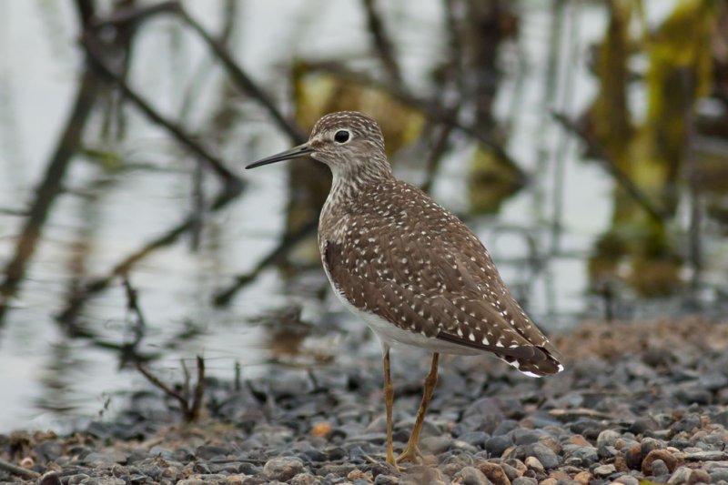 Solitary Sandpiper