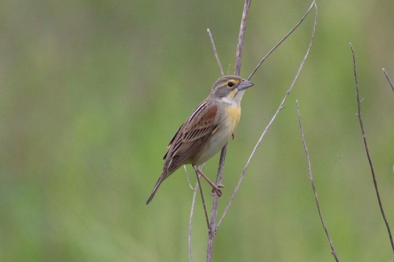 Dickcissel