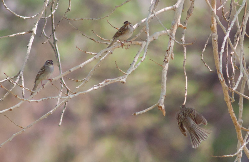 Chipping & Clay-colored Sparrow