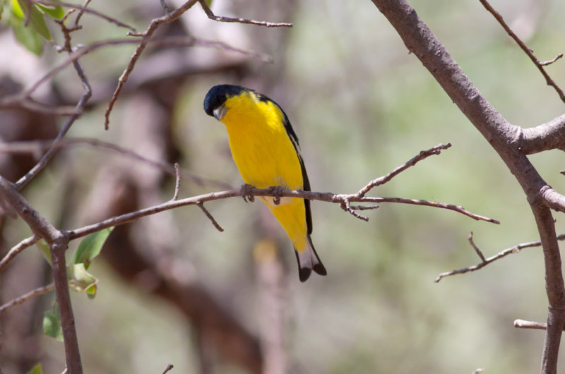 Lesser Goldfinch