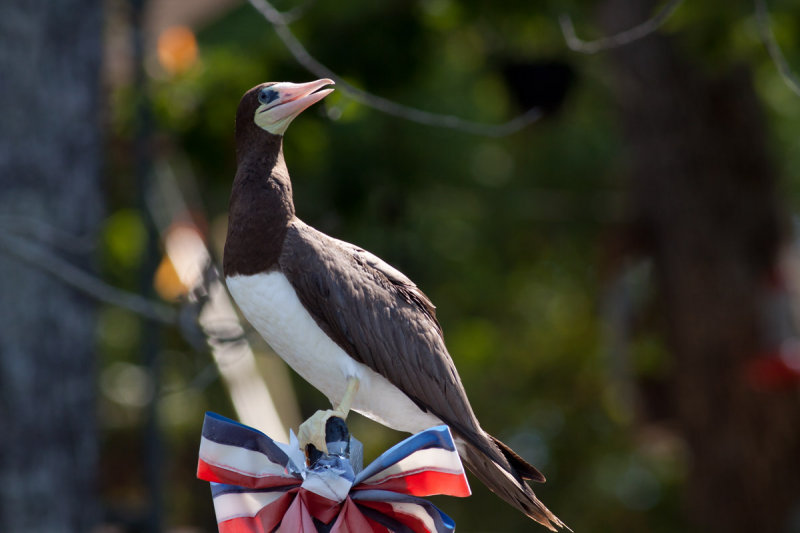 Brown Booby