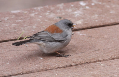 Dark-eyed (Gray-headed) Junco