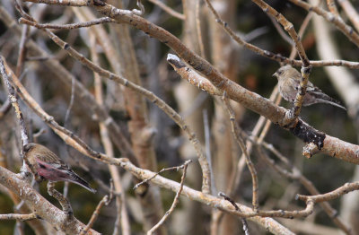 Brown-capped Rosy Finches