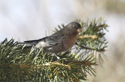 Brown-capped Rosy-Finch