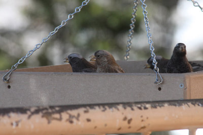Brown-capped and Black Rosy-Finches