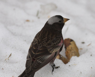 Black Rosy-Finch