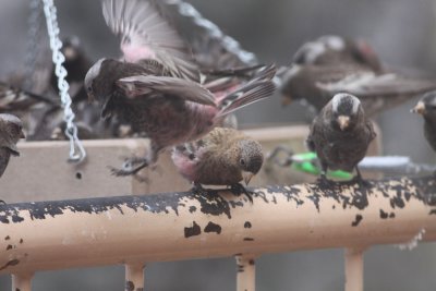 Black and Brown-capped Rosy-Finches