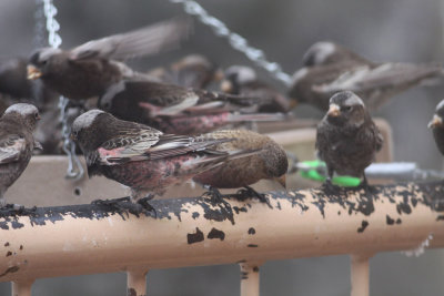 Black and Brown-capped Rosy-Finches