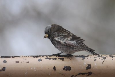 Black Rosy-Finch