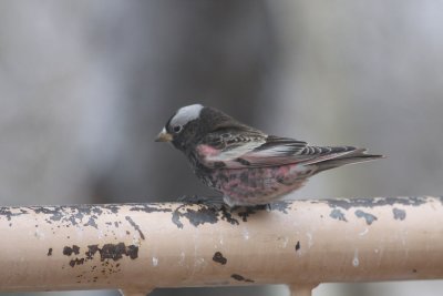 Black Rosy-Finch