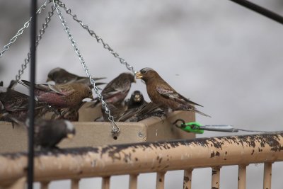 All 3 Rosy-Finches