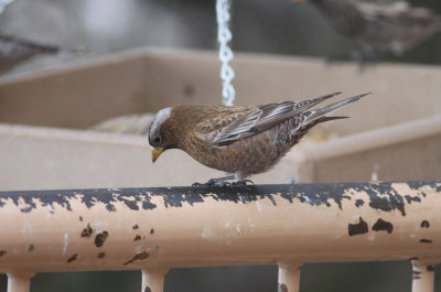 Gray-crowned Rosy-Finch