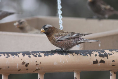 Gray-crowned Rosy-Finch