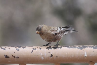 Brown-capped Rosy-Finch