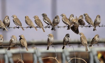 Lark Buntings