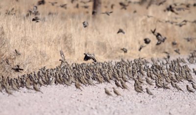 Lark Buntings