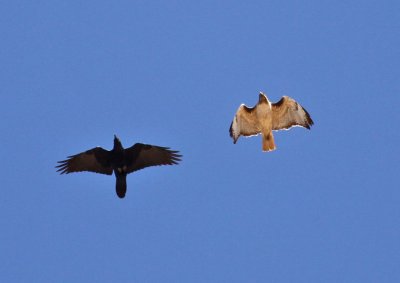 Red-tailed Hawk  & Common Raven